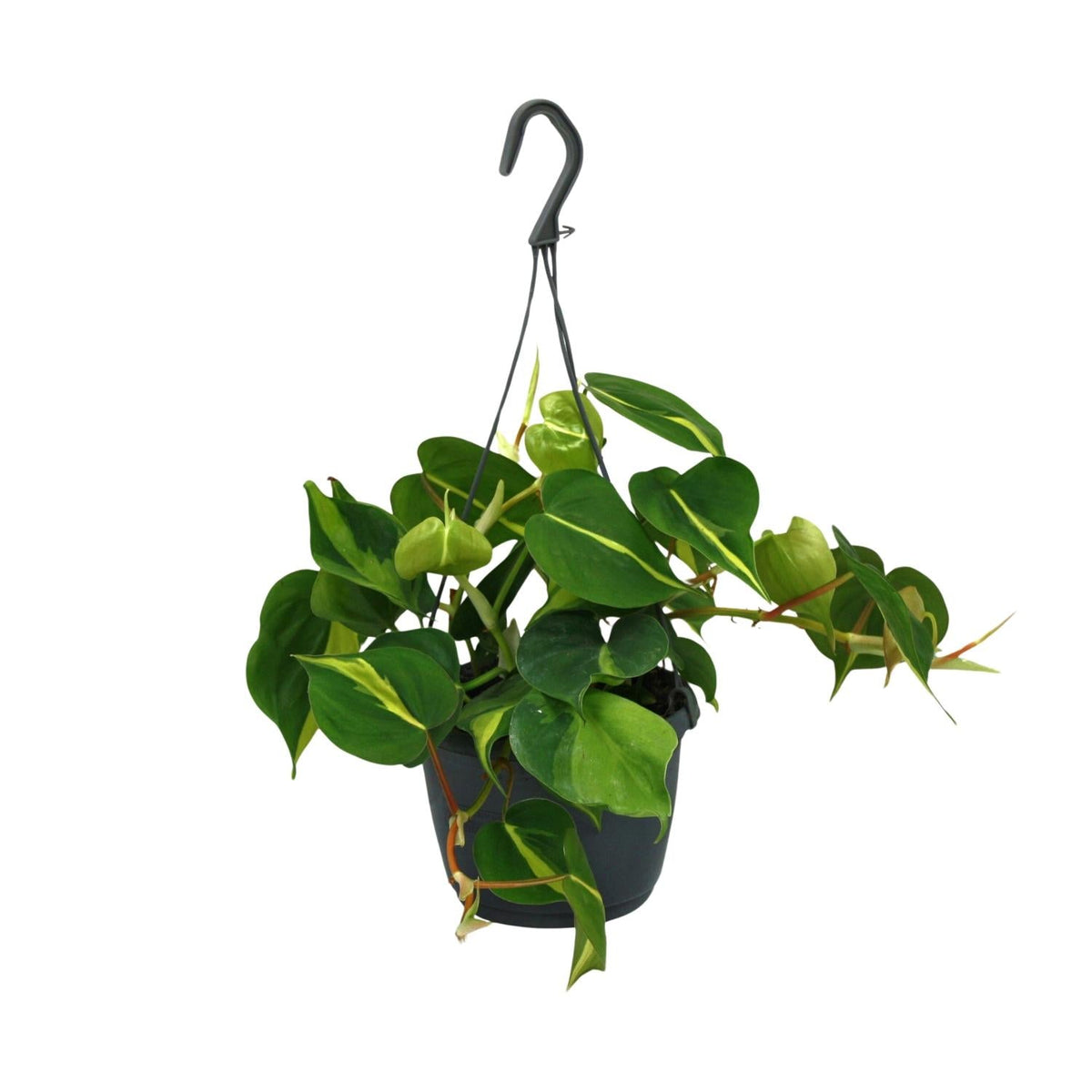 Philodendron Scandens ‘Brasil’ – Herzblatt - Philodendron - 15 - 120 cm - Green Guardia - Ihr Experte für Schädlinge und Pflanzen