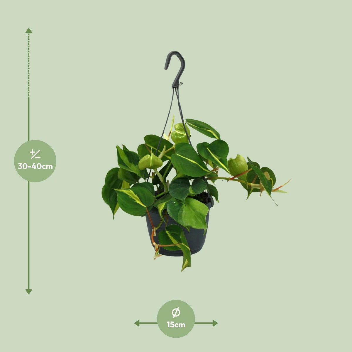 Philodendron Scandens ‘Brasil’ – Herzblatt - Philodendron - 15 - 120 cm - Green Guardia - Ihr Experte für Schädlinge und Pflanzen