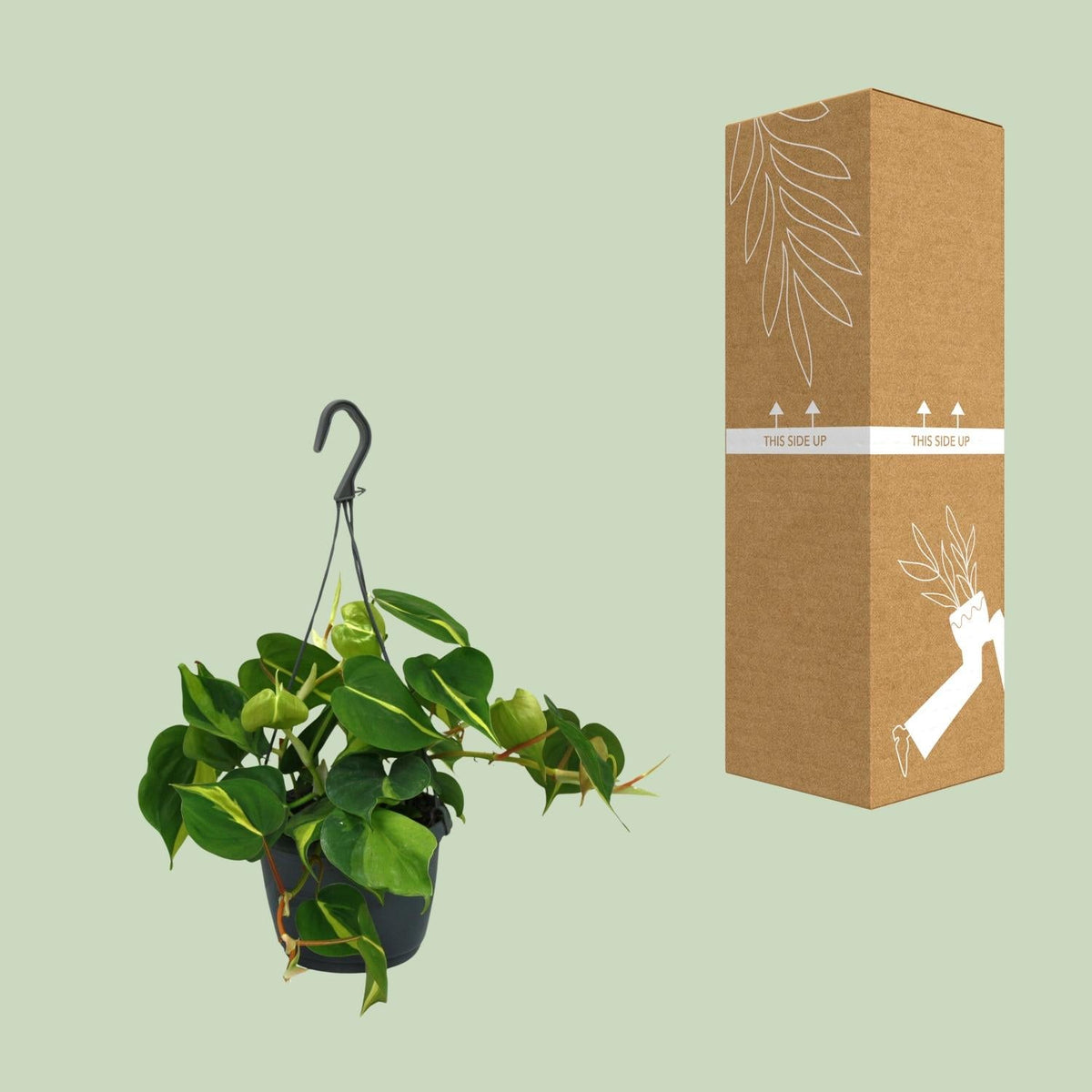 Philodendron Scandens ‘Brasil’ – Herzblatt - Philodendron - 15 - 120 cm - Green Guardia - Ihr Experte für Schädlinge und Pflanzen