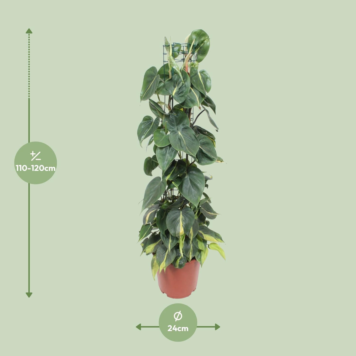 Philodendron Scandens ‘Brasil’ – Herzblatt - Philodendron - 15 - 120 cm - Green Guardia - Ihr Experte für Schädlinge und Pflanzen