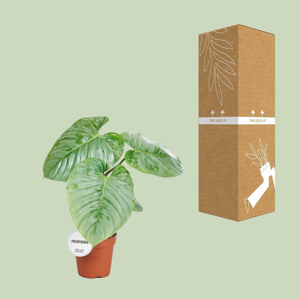 Philodendron sodiroi – Baumfreund – 15 cm Topf, 45 cm hoch - Green Guardia - Ihr Experte für Schädlinge und Pflanzen