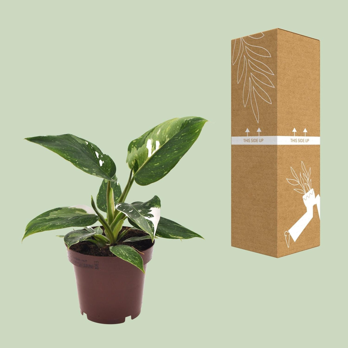 Philodendron ‘White Princess’ – Baumfreund – 12 cm Topf, 25 cm hoch - Green Guardia - Ihr Experte für Schädlinge und Pflanzen