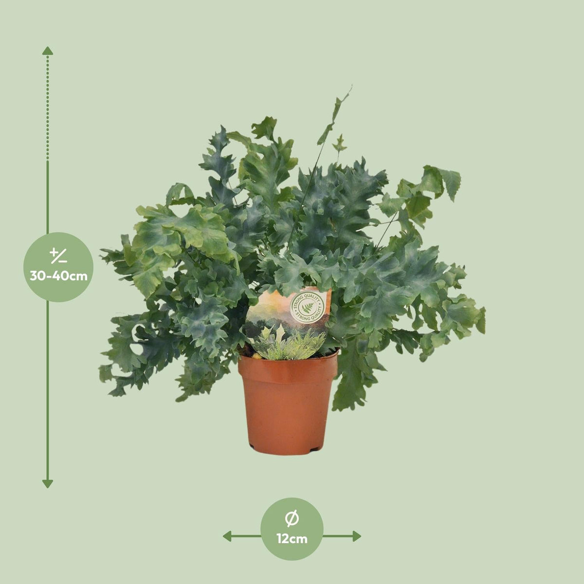Phlebodium Davana – Davana - Farn - 35 - 60 cm - Green Guardia - Ihr Experte für Schädlinge und Pflanzen