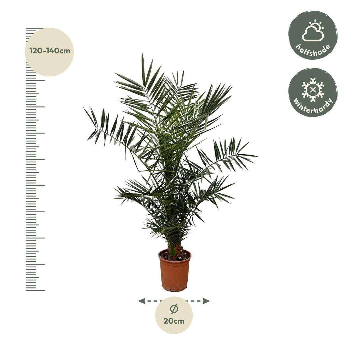Phoenix Canariensis - 140 cm - 21cm Topf - Green Guardia - Ihr Experte für Schädlinge und Pflanzen