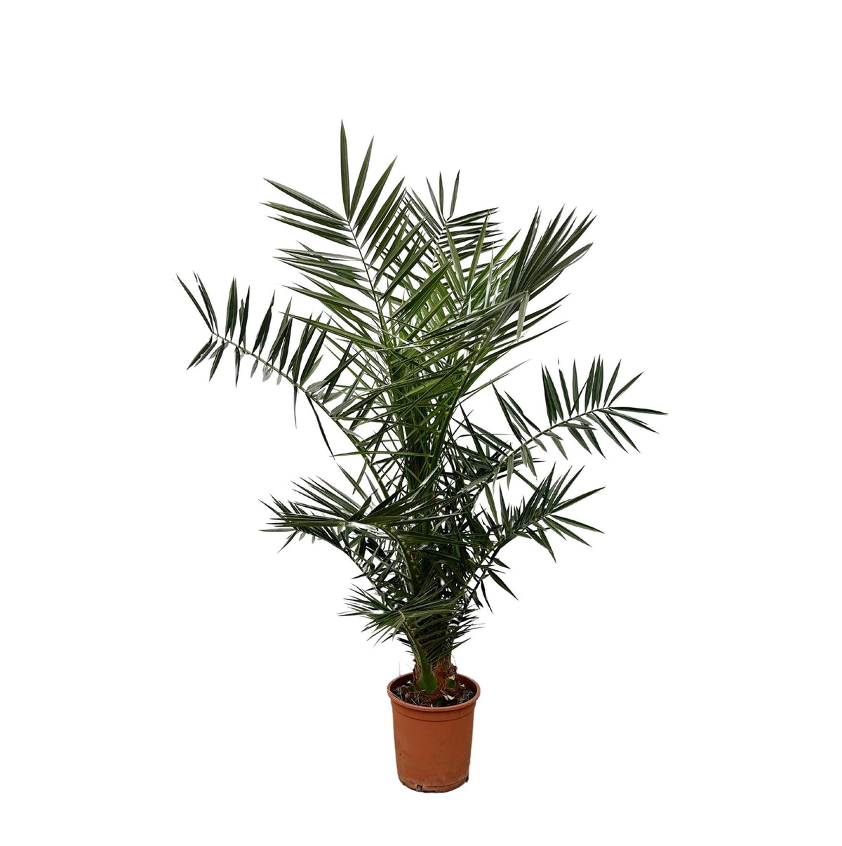 Phoenix Canariensis - 140 cm - 21cm Topf - Green Guardia - Ihr Experte für Schädlinge und Pflanzen