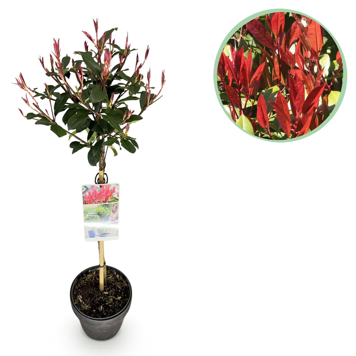Photinia fraseri ‚Carré Rouge‘ – Terrassenpflanze – immergrün & winterhart – grün - rotes Blatt – 19 cm Topf, ca. 90 cm hoch - Green Guardia - Ihr Experte für Schädlinge und Pflanzen