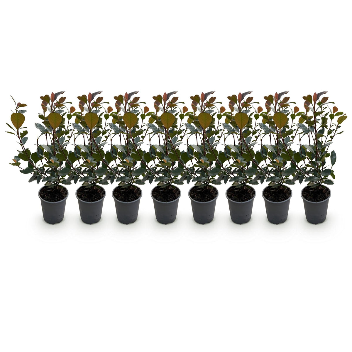 Photinia ‘Little Red Robin’ – rotes Blatt – 8 Pflanzen – ca. 1 laufender Meter – immergrün – 9 cm Topf, 30–35 cm hoch - Green Guardia - Ihr Experte für Schädlinge und Pflanzen