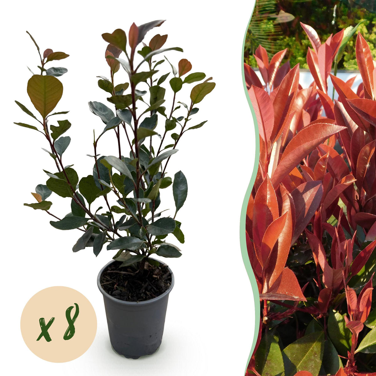 Photinia ‘Little Red Robin’ – rotes Blatt – 8 Pflanzen – ca. 1 laufender Meter – immergrün – 9 cm Topf, 30–35 cm hoch - Green Guardia - Ihr Experte für Schädlinge und Pflanzen
