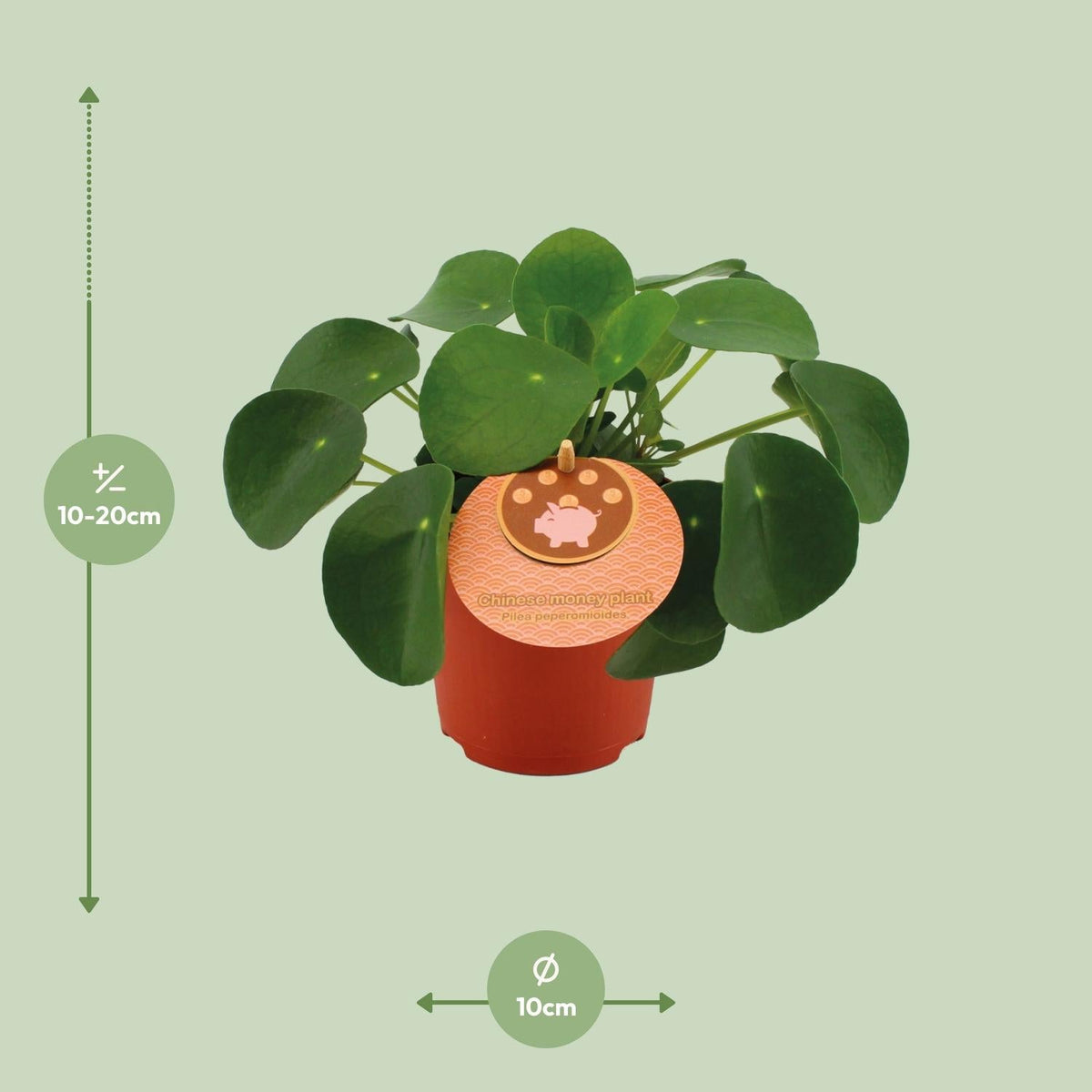 Pilea Peperomioides – Chinesischer Geldbaum - 15 - 30 cm - Green Guardia - Ihr Experte für Schädlinge und Pflanzen