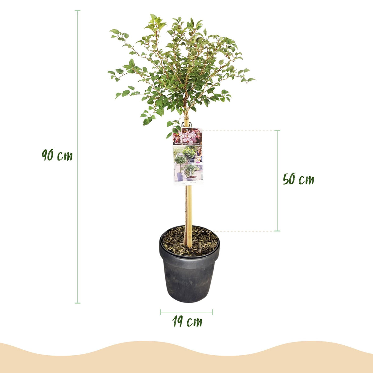 Prunus incisa ‚Koujou - no - mai‘ – Terrassenpflanze – laubabwerfend & winterhart – weiße Blüte – 19 cm Topf, ca. 90 cm hoch - Green Guardia - Ihr Experte für Schädlinge und Pflanzen