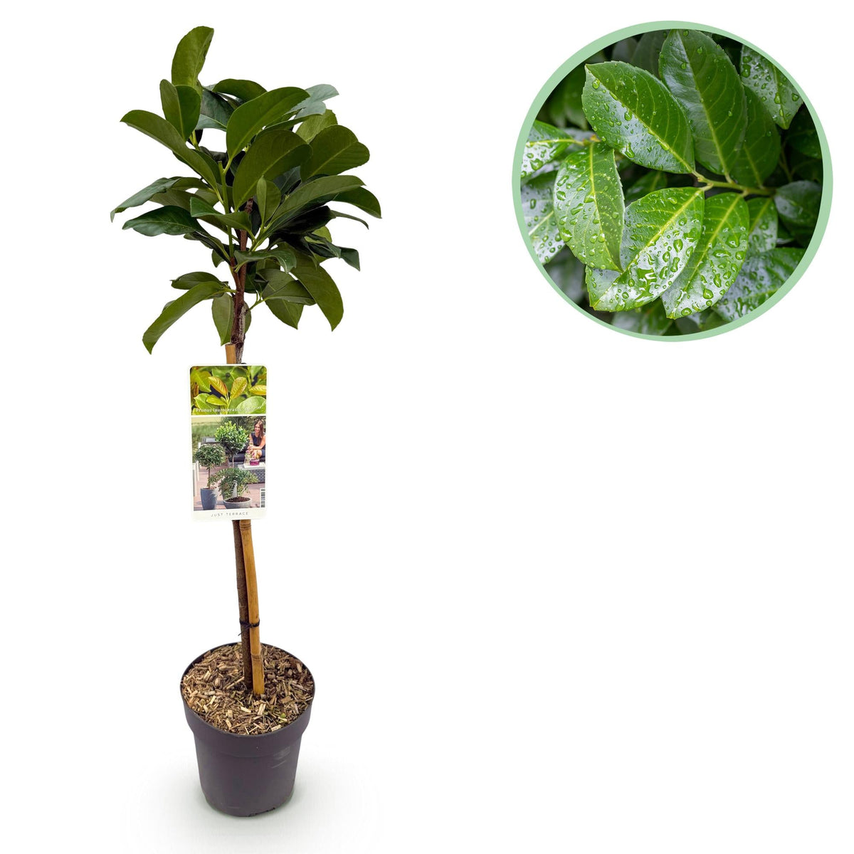 Prunus laurocerasus ‚Etna‘ – Terrassenpflanze – immergrün & winterhart – grünes Blatt – 19 cm Topf, ca. 90 cm hoch - Green Guardia - Ihr Experte für Schädlinge und Pflanzen