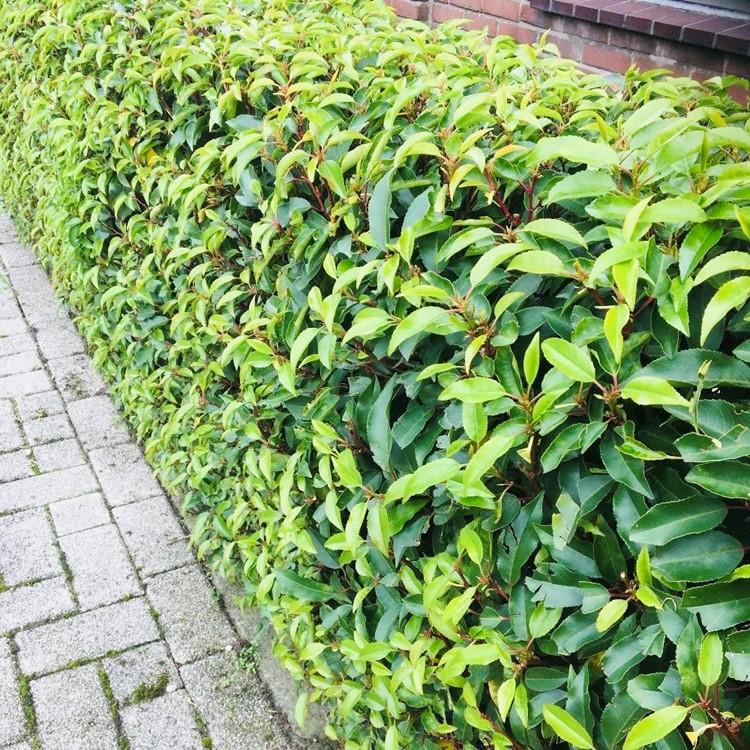 Prunus Lusitanica ‘Angustifolia’ – Portugiesische Lorbeerkirsche - Green Guardia - Ihr Experte für Schädlinge und Pflanzen