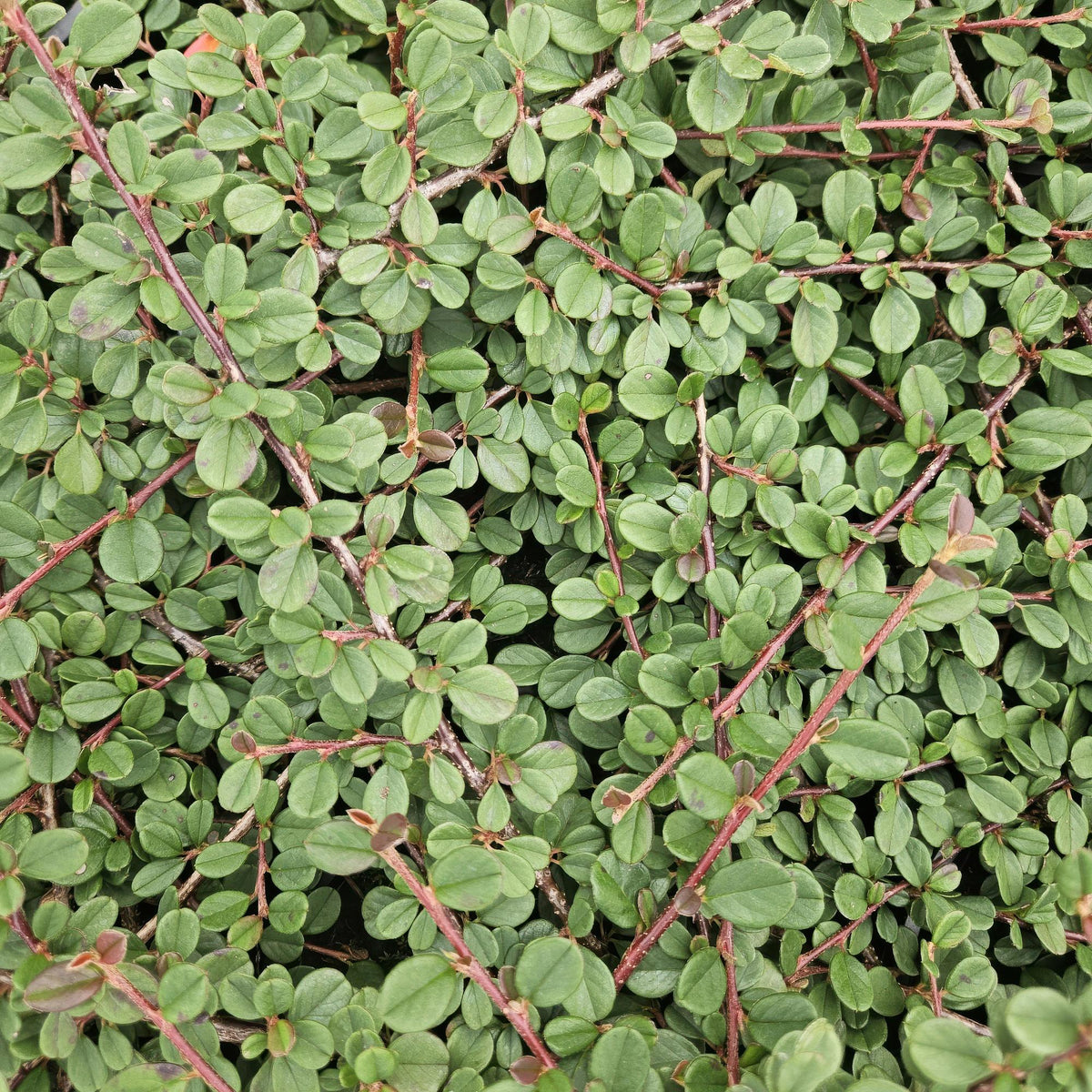 ‘Queen of Carpets’ Cotoneaster – flach wachsender Bodendecker, 9 cm Topf, 10–25 cm - Green Guardia - Ihr Experte für Schädlinge und Pflanzen