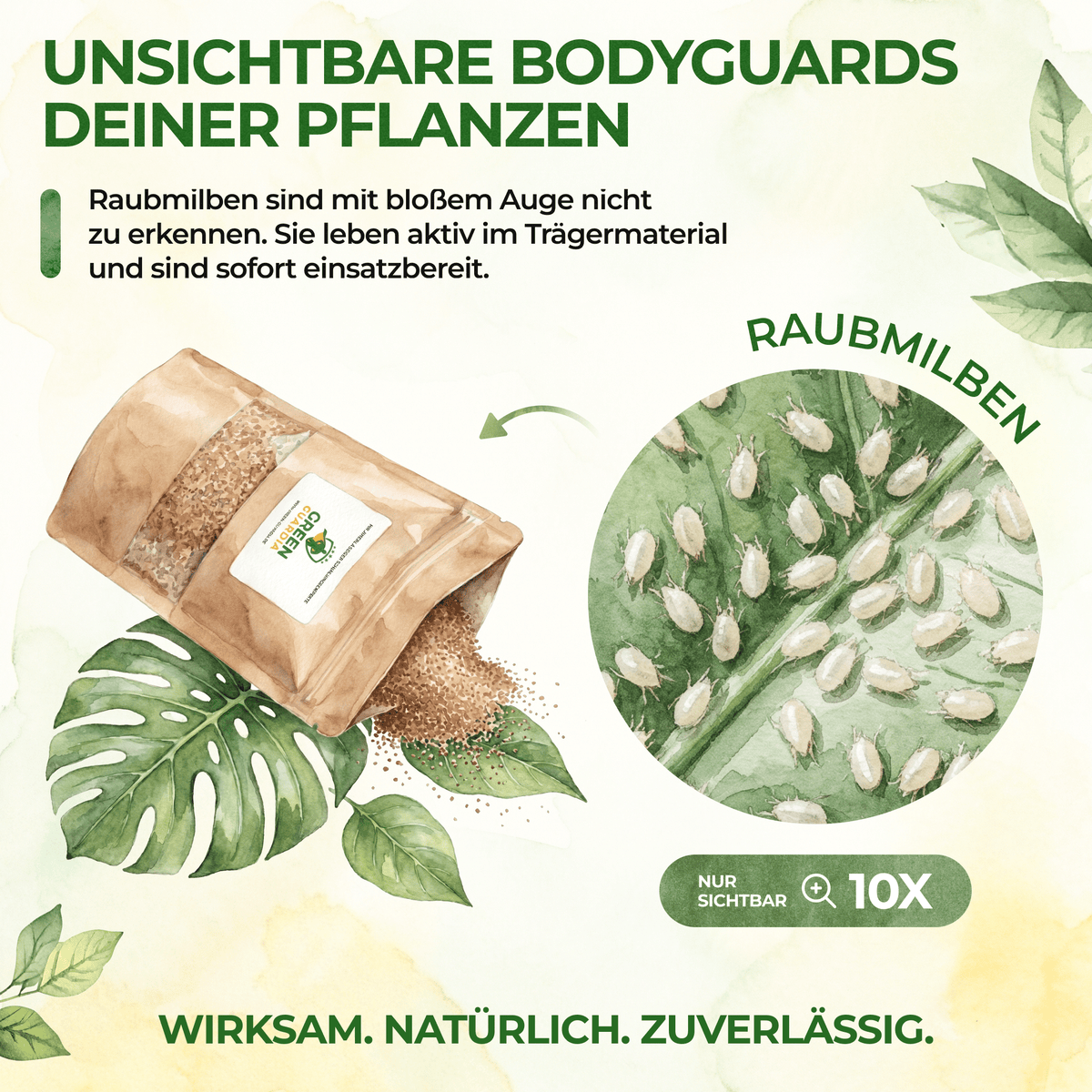 Raubmilben gegen Spinnmilben - Green Guardia - Ihr Experte für Schädlinge und Pflanzen