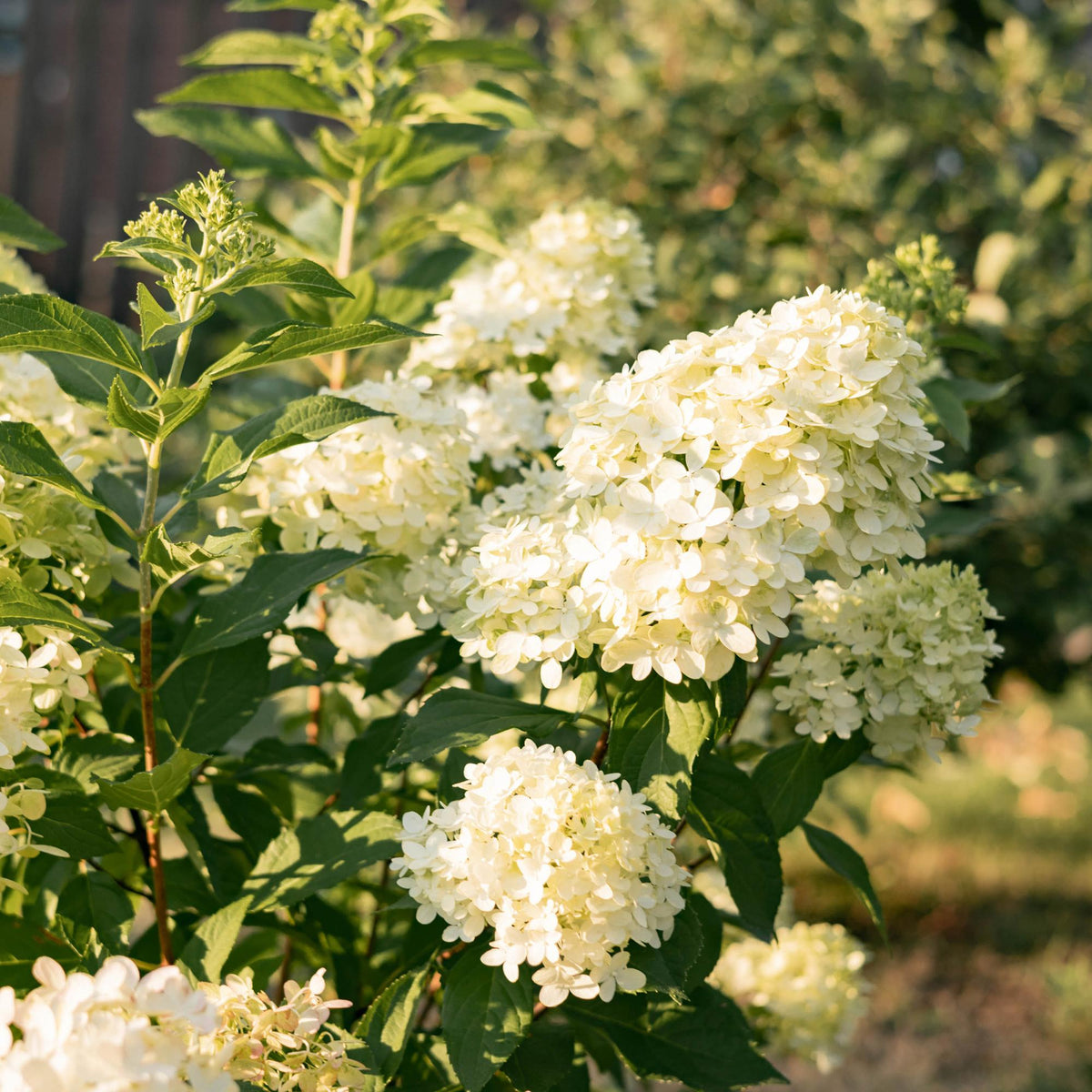 Rispenhortensie ‘Limelight’ – cremeweiße Blüten, im 17 cm Topf, 50 cm hoch - Green Guardia - Ihr Experte für Schädlinge und Pflanzen