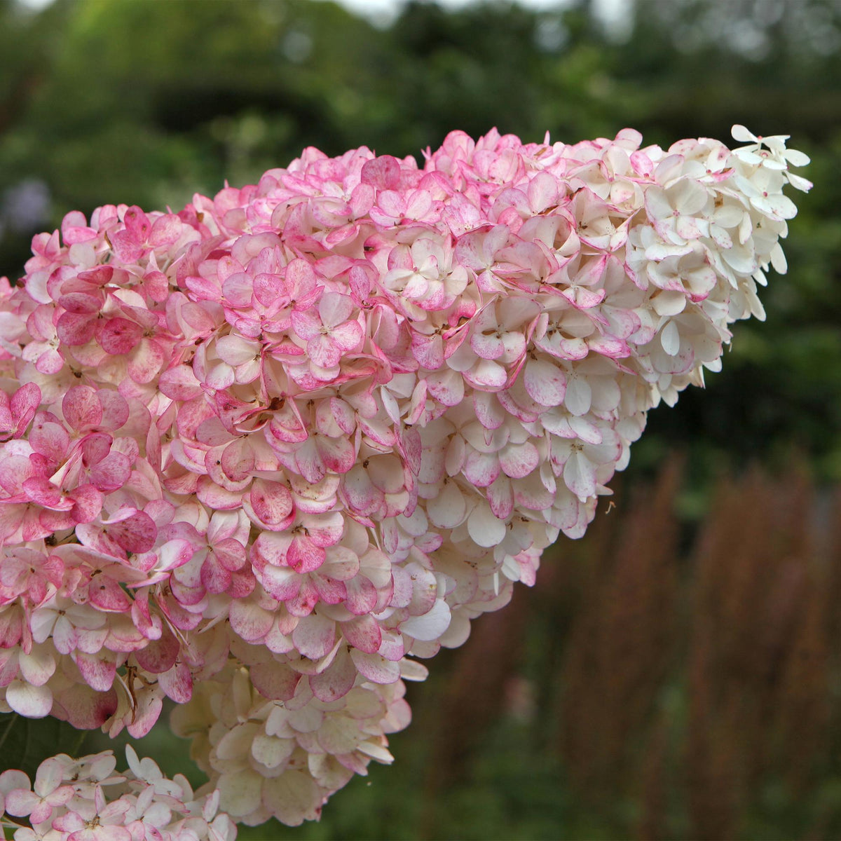 Rispenhortensie ‘Vanille Fraise’ – laubabwerfend, große weiß - rosa Blüten, 17 cm Topf, 50 cm hoch - Green Guardia - Ihr Experte für Schädlinge und Pflanzen