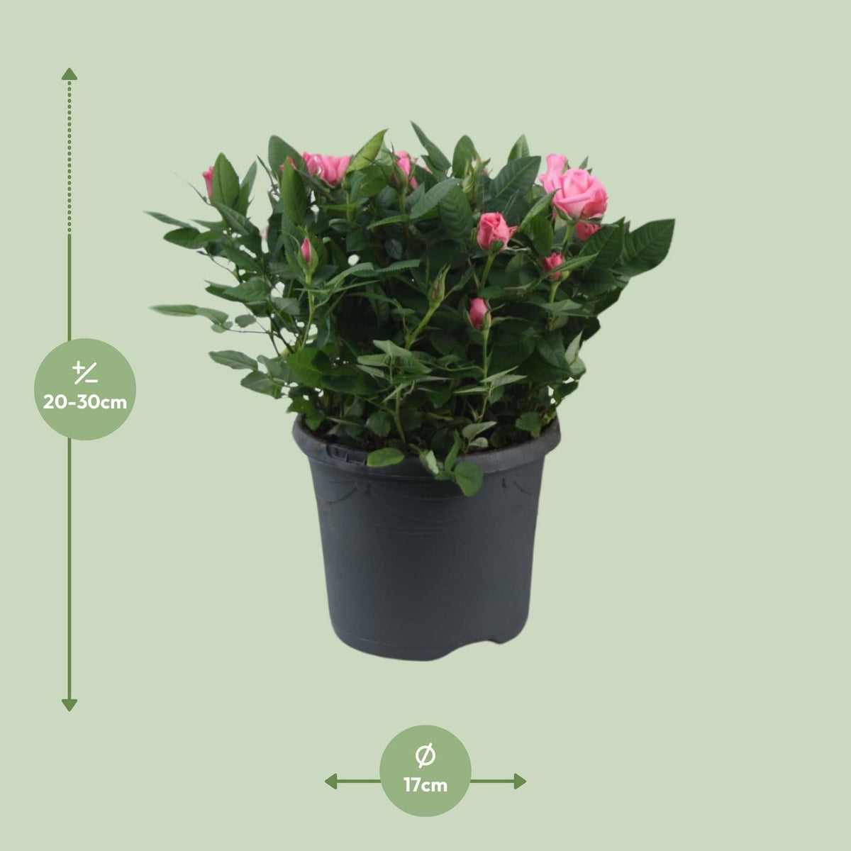 Rosa ‘Jewel Patio Sparkling’ – kompakte Topfrose, 17 cm Topf, 30 cm Höhe - Green Guardia - Ihr Experte für Schädlinge und Pflanzen
