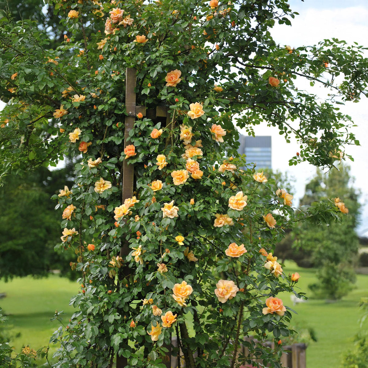 Rosa ‘Orange Climber’ – Kletterrose mit orangefarbenen Blüten, 2 Pflanzen, 40 cm Höhe - Green Guardia - Ihr Experte für Schädlinge und Pflanzen