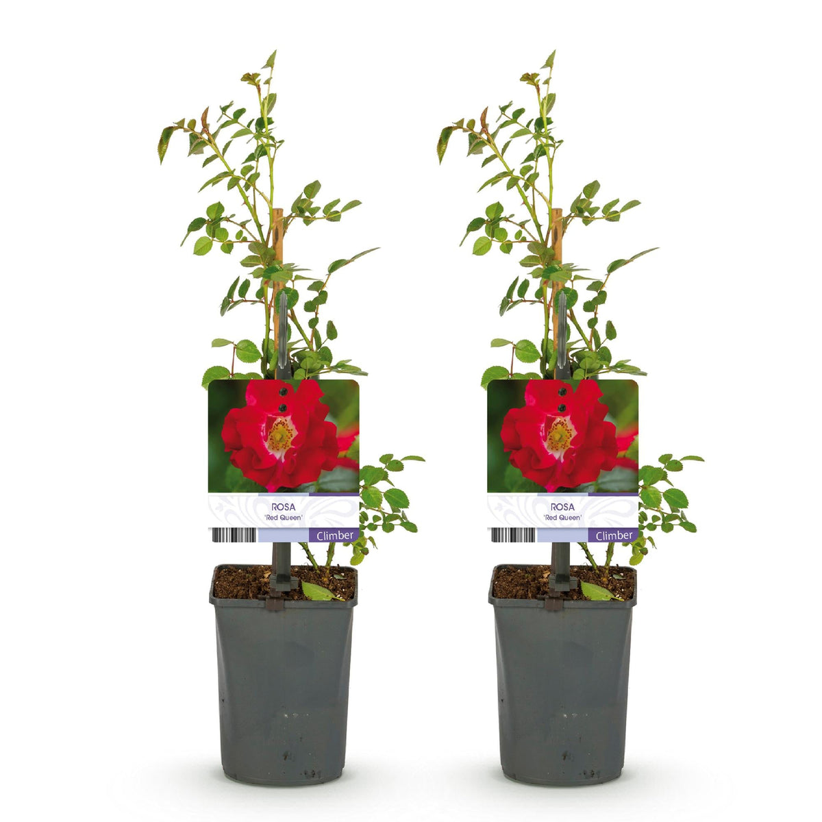 Rosa ‘Red Queen’ – pflegeleichte Kletterrose mit roten Blüten, 2 Pflanzen, 11 cm Topf, 40 cm Höhe - Green Guardia - Ihr Experte für Schädlinge und Pflanzen