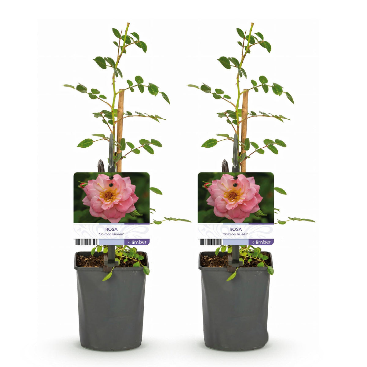 Rosa ‘Salmon Queen’ – Kletterrose, lachsrosa, pflegeleicht, 2 Pflanzen à 11 cm Topf, 40 cm Höhe - Green Guardia - Ihr Experte für Schädlinge und Pflanzen