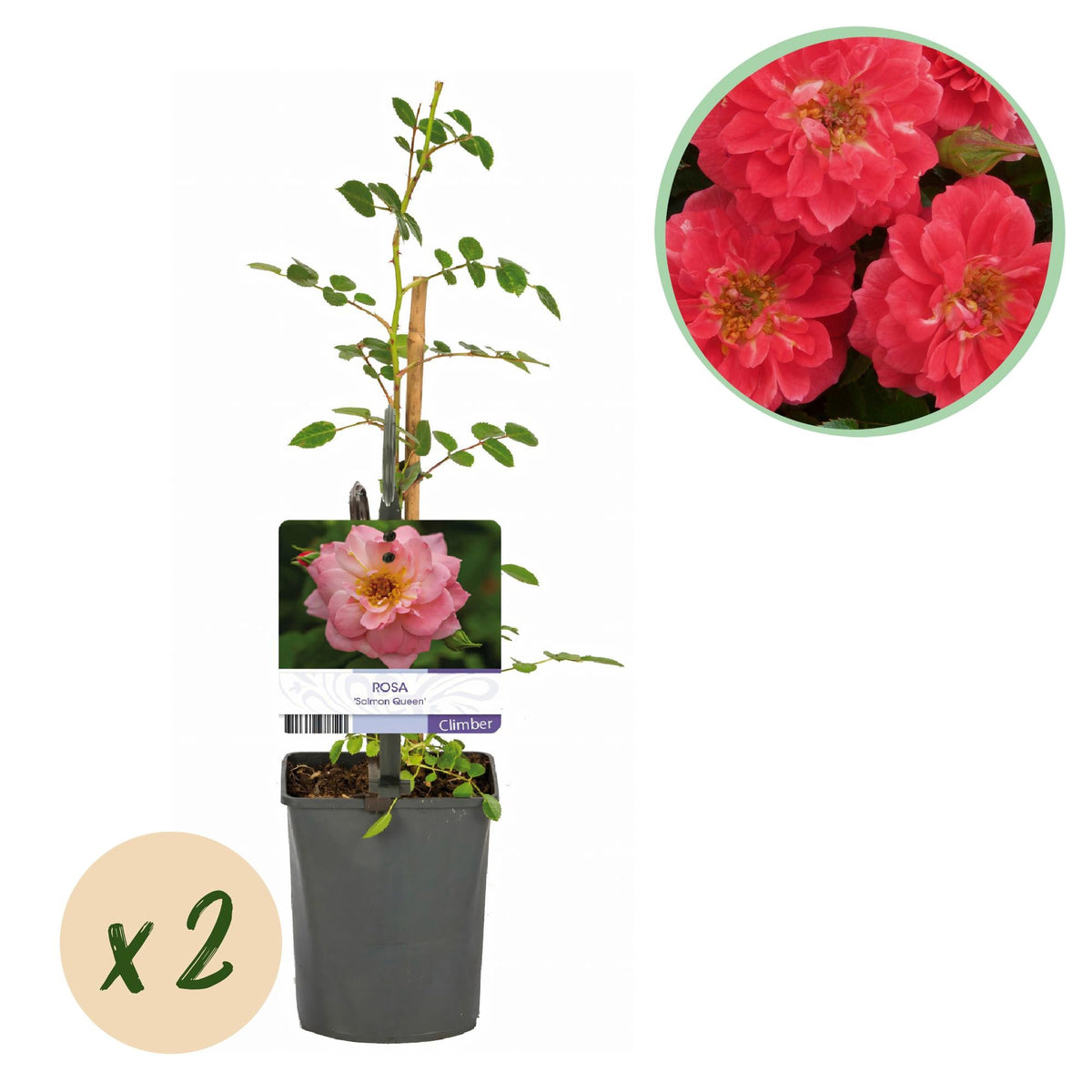 Rosa ‘Salmon Queen’ – Kletterrose, lachsrosa, pflegeleicht, 2 Pflanzen à 11 cm Topf, 40 cm Höhe - Green Guardia - Ihr Experte für Schädlinge und Pflanzen