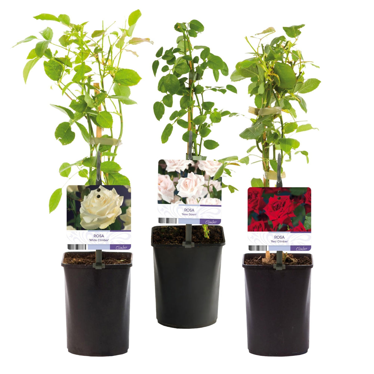 ‘Rosa Tricolour’ Kletterrose – mehrfarbig blühend, pflegeleicht, 3 Pflanzen im 11 cm Topf, 40 cm Höhe - Green Guardia - Ihr Experte für Schädlinge und Pflanzen