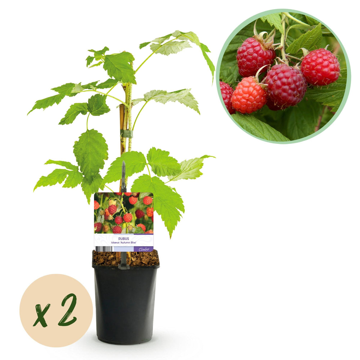Rote Himbeere „Autumn Bliss“ – 2 kräftige Pflanzen im 11 cm Topf, ca. 40 cm - Green Guardia - Ihr Experte für Schädlinge und Pflanzen