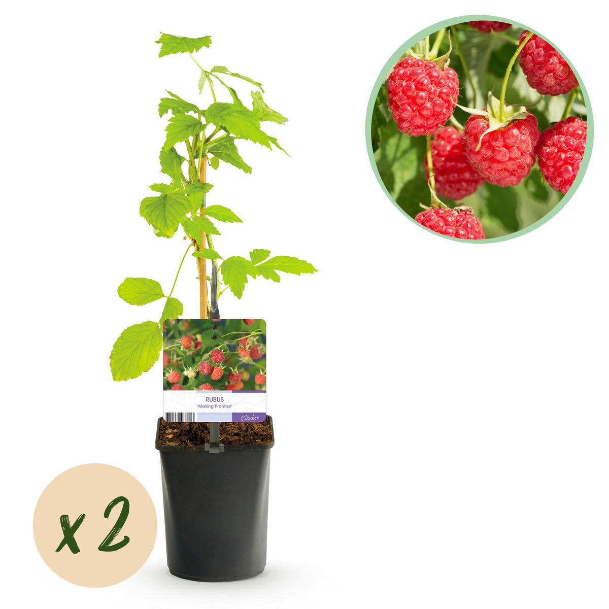 Rote Himbeere „Mailing Promise“ – 2 kräftige Pflanzen im 11 cm Topf (ca. 40 cm) - Green Guardia - Ihr Experte für Schädlinge und Pflanzen