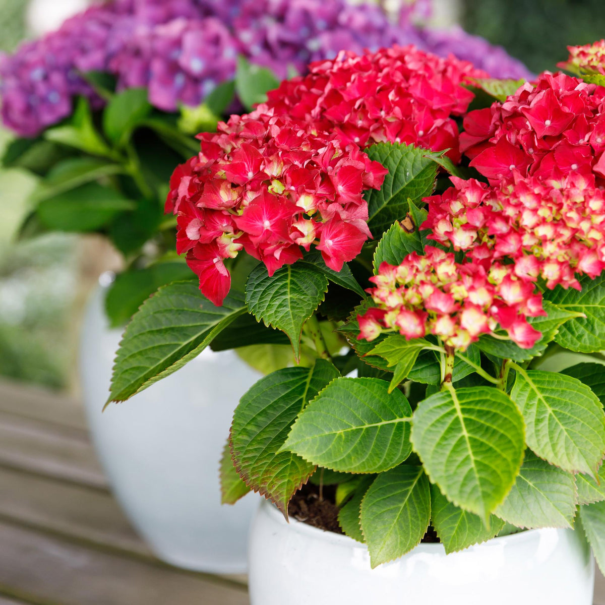 Rote Hortensie „Forever & Ever“ – Blühstarke Sorte, 23 cm Topf, 55 cm Höhe - Green Guardia - Ihr Experte für Schädlinge und Pflanzen