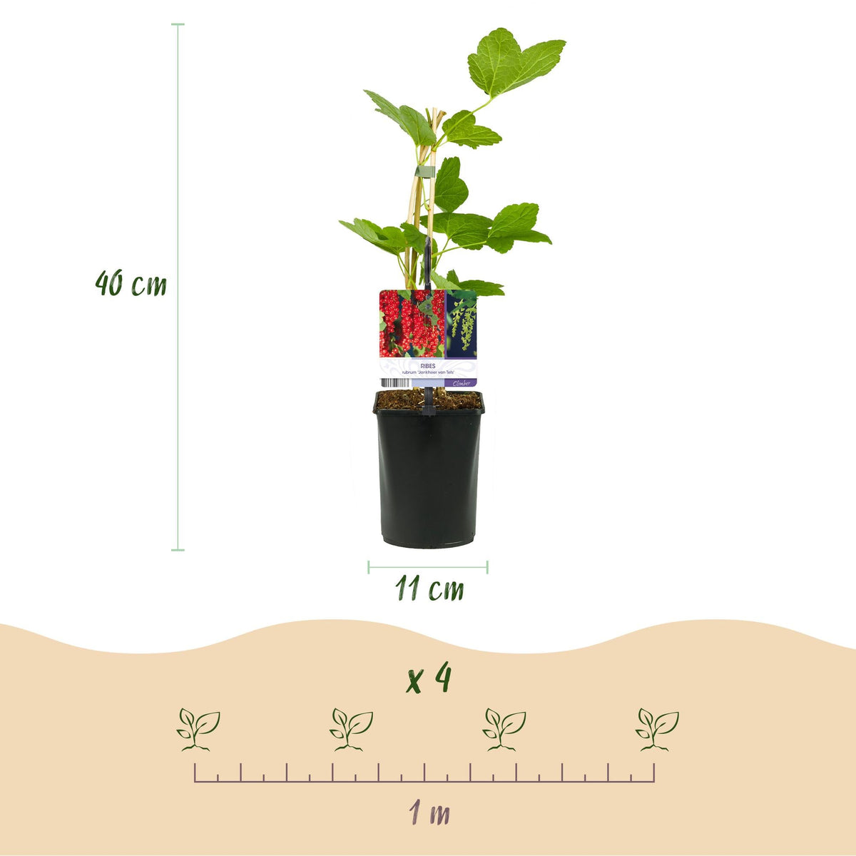 Rote Johannisbeere (Ribes rubrum) – 2 Pflanzen, ca. 40 cm, Topf Ø 11 cm - Green Guardia - Ihr Experte für Schädlinge und Pflanzen
