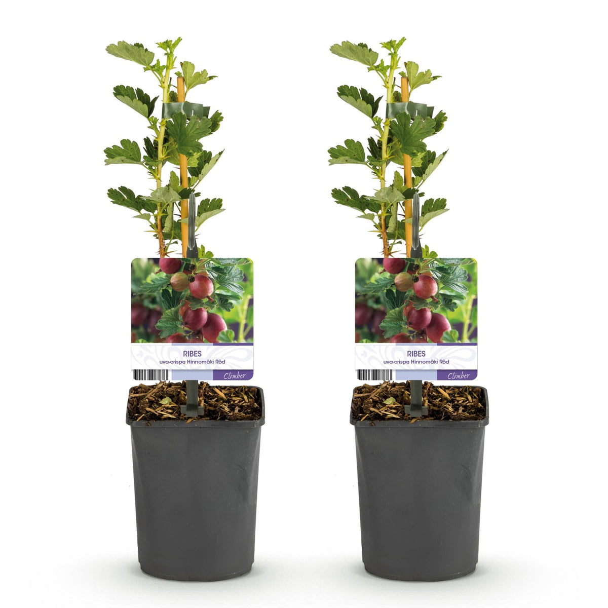 Rote Stachelbeere „Hinnomäki Röd“ – 2 Pflanzen im 11 cm Topf (ca. 40 cm) - Green Guardia - Ihr Experte für Schädlinge und Pflanzen