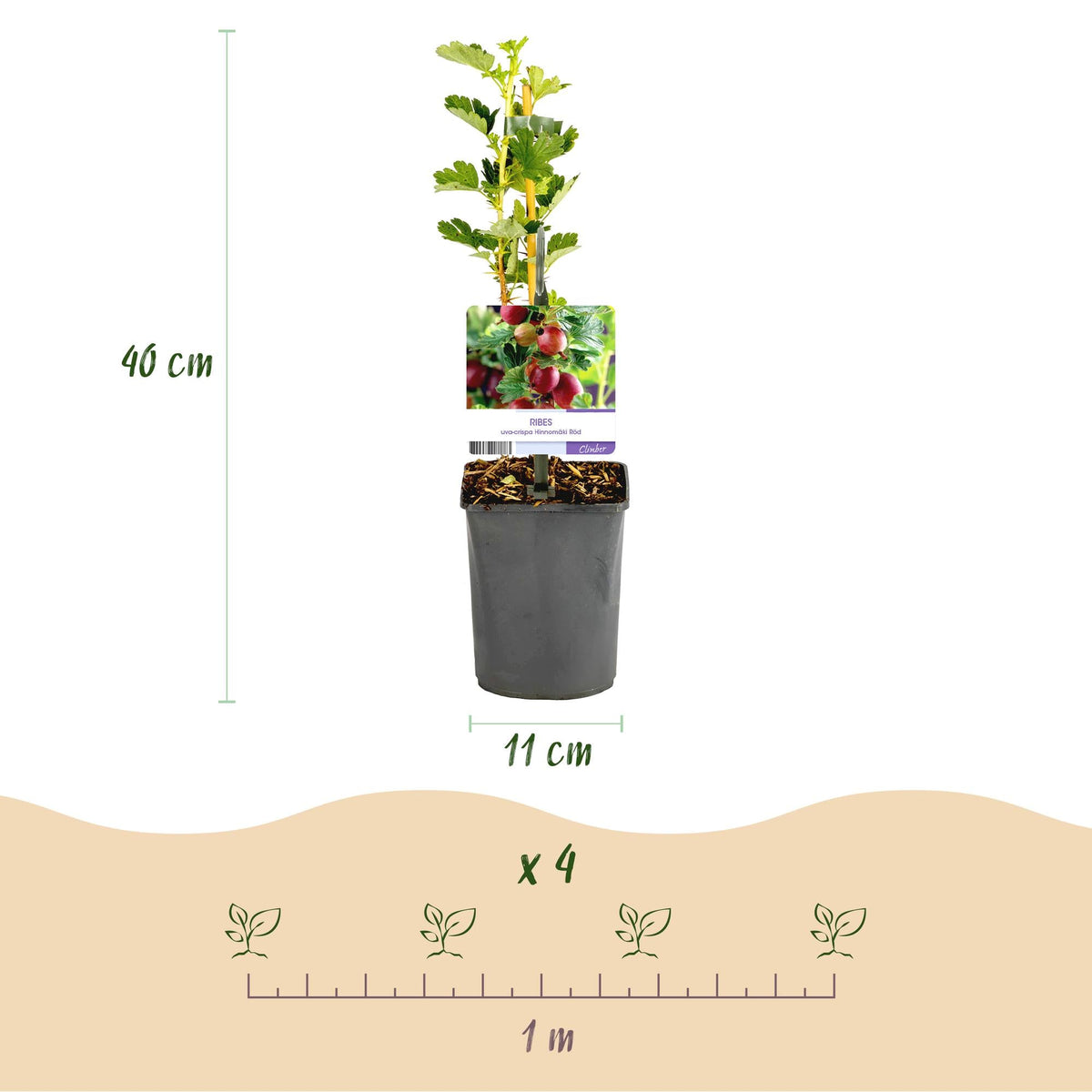 Rote Stachelbeere „Hinnomäki Röd“ – 2 Pflanzen im 11 cm Topf (ca. 40 cm) - Green Guardia - Ihr Experte für Schädlinge und Pflanzen