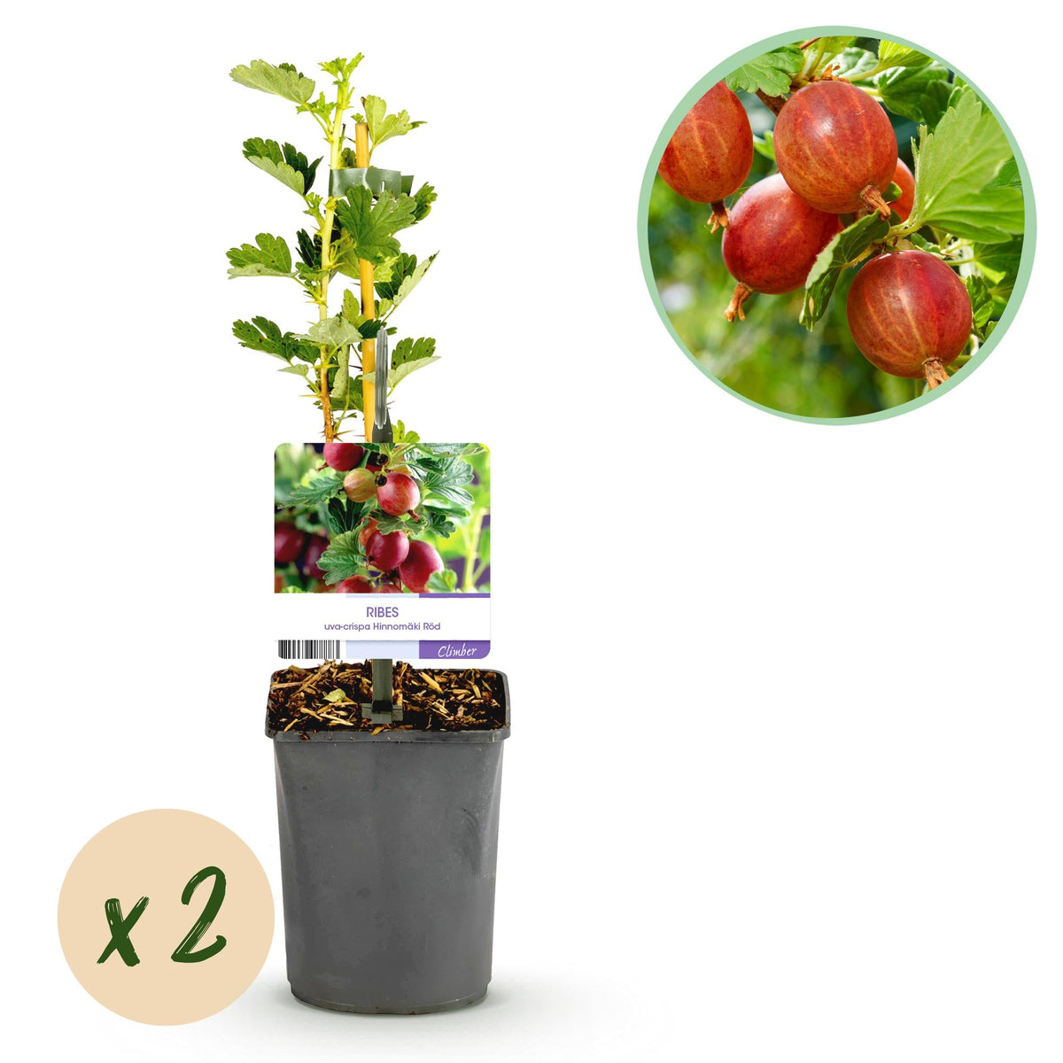 Rote Stachelbeere „Hinnomäki Röd“ – 2 Pflanzen im 11 cm Topf (ca. 40 cm) - Green Guardia - Ihr Experte für Schädlinge und Pflanzen