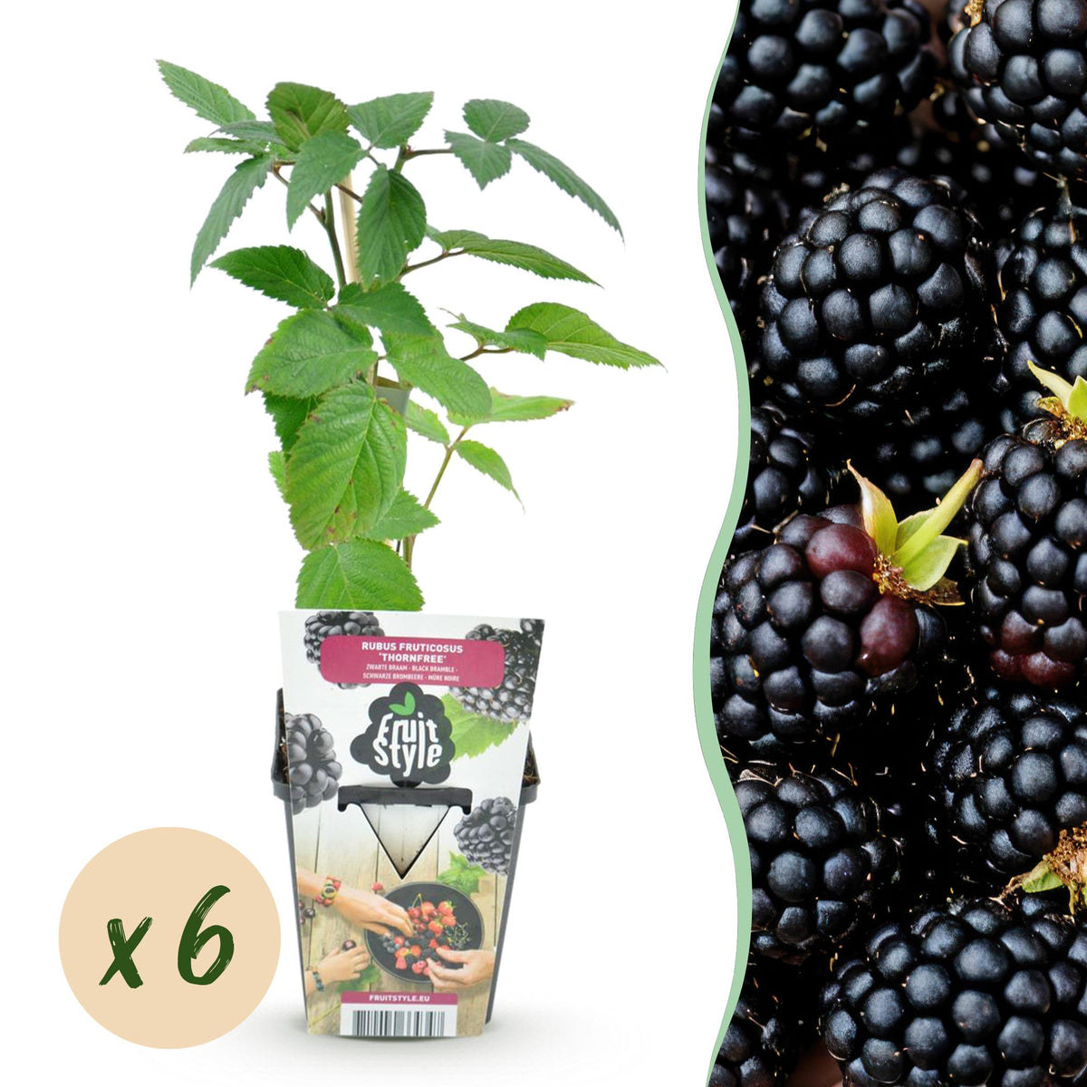 Rubus fruticosus ‘Thornfree’ – 6x Pflanzen – dornenlose Brombeere – pflegeleicht – für Garten, Balkon & Terrasse - Green Guardia - Ihr Experte für Schädlinge und Pflanzen