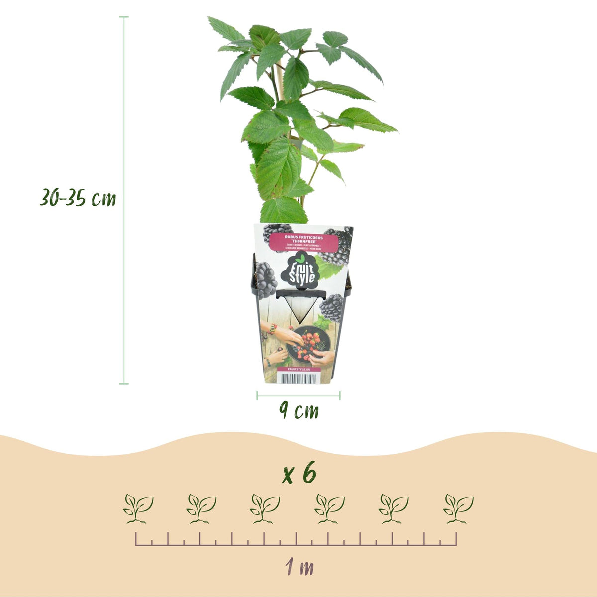 Rubus fruticosus ‘Thornfree’ – 6x Pflanzen – dornenlose Brombeere – pflegeleicht – für Garten, Balkon & Terrasse - Green Guardia - Ihr Experte für Schädlinge und Pflanzen
