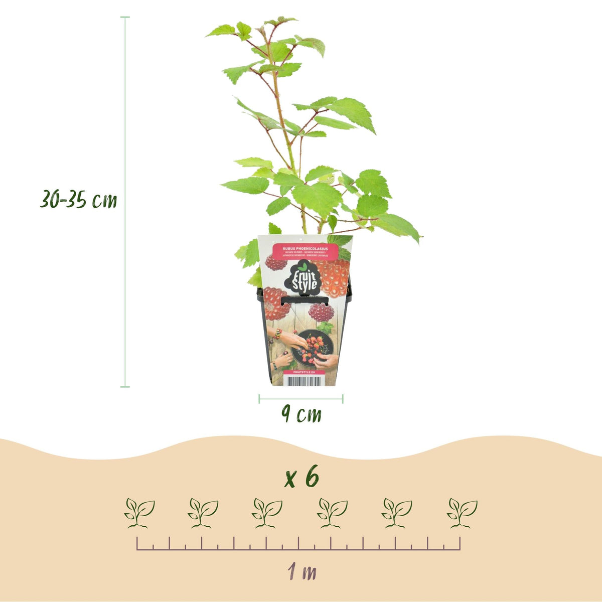 Rubus phoenicolasius – japanische Weinbeere – winterhart – rote Beere – 3 - 6 Pflanzen – 9 cm Topf - Green Guardia - Ihr Experte für Schädlinge und Pflanzen