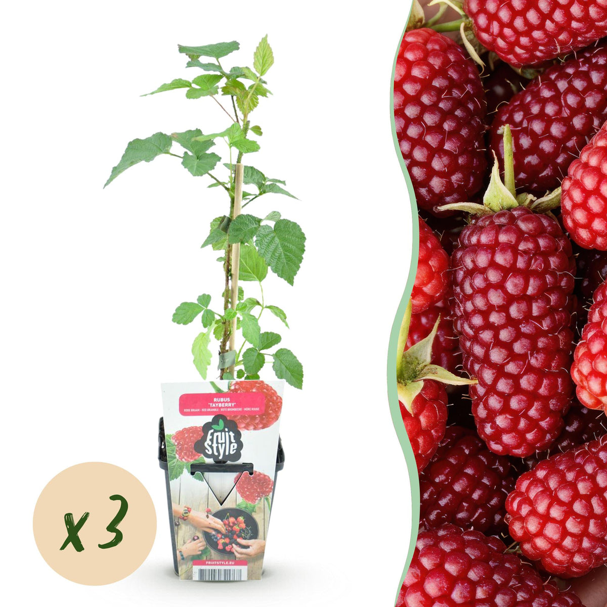 Rubus Tayberry ‘Tayberry’ – winterhart – rote Taybeere – 3–6 Pflanzen – 9 cm Topf - Green Guardia - Ihr Experte für Schädlinge und Pflanzen