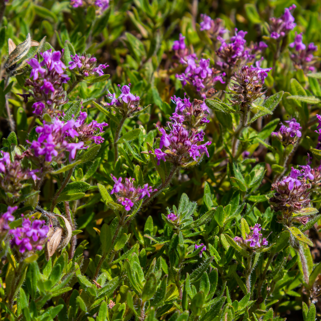 Sand - Thymian (Thymus serpyllum) – 10–25 cm hoch, Ø 9 cm - Green Guardia - Ihr Experte für Schädlinge und Pflanzen