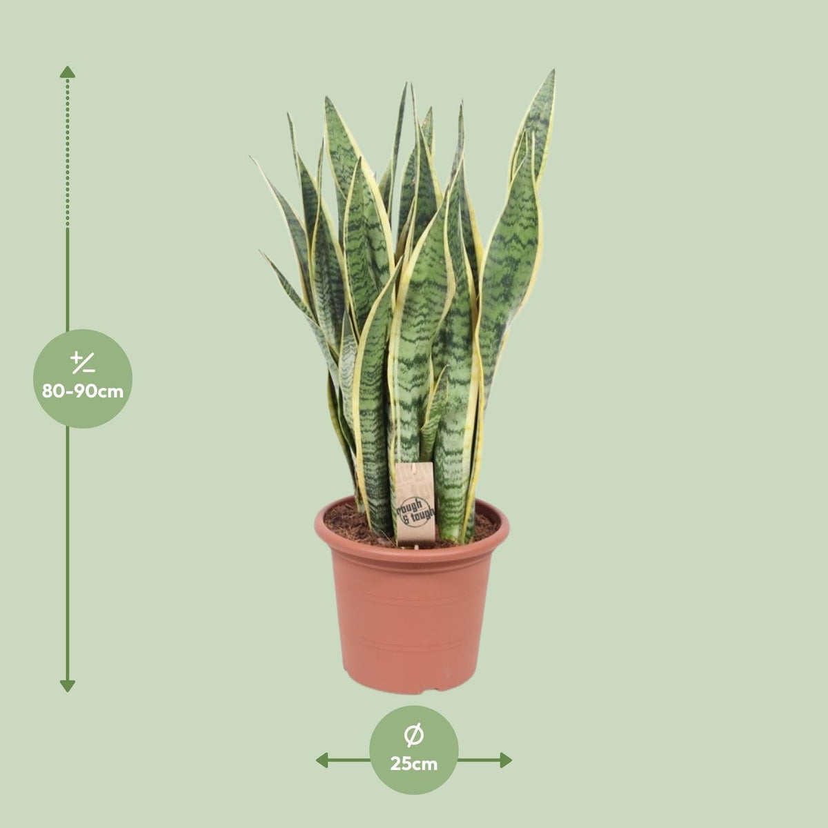 Sansevieria Trifasciata Laurentii – Bogenhanf - 40 - 84 cm - Green Guardia - Ihr Experte für Schädlinge und Pflanzen