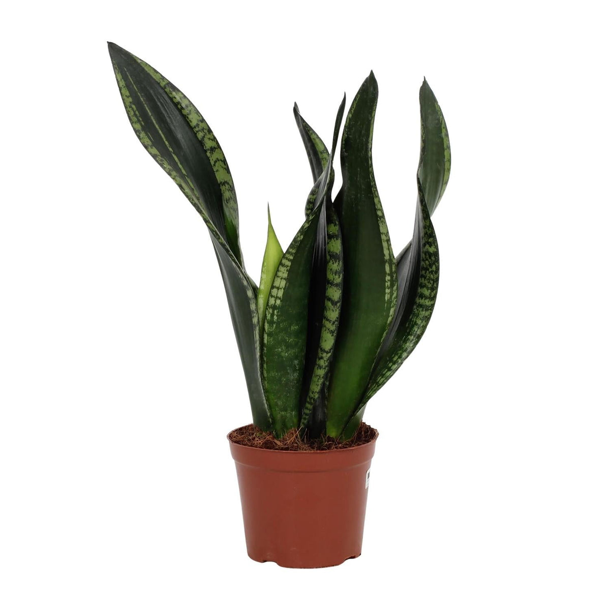 Sansevieria ‘Whitney’ – Bogenhanf – 12 cm Topf, 27 cm hoch - Green Guardia - Ihr Experte für Schädlinge und Pflanzen