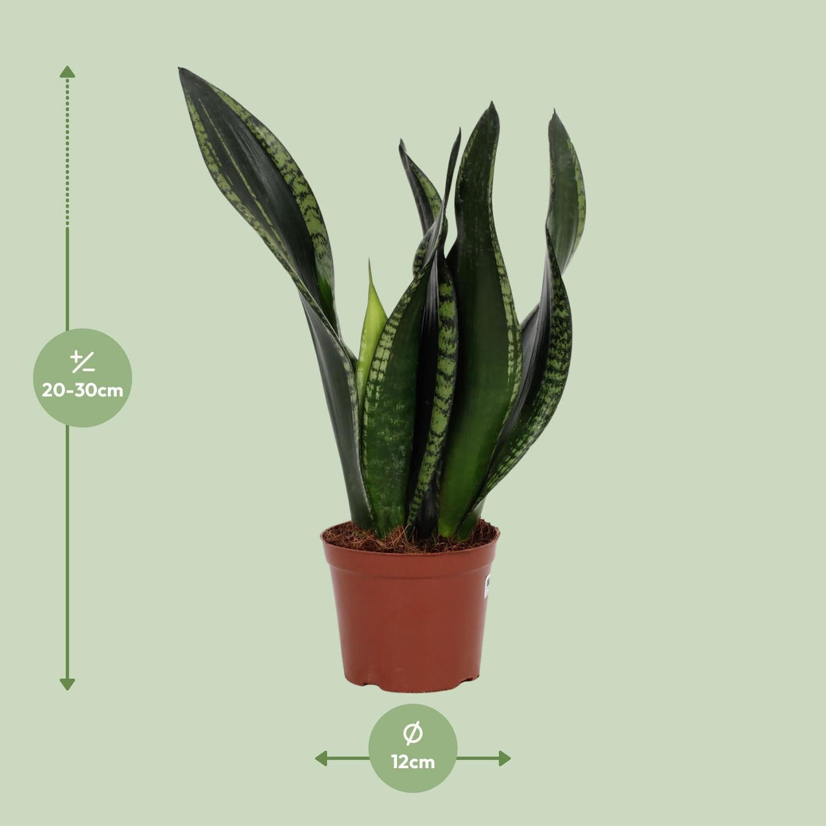 Sansevieria ‘Whitney’ – Bogenhanf – 12 cm Topf, 27 cm hoch - Green Guardia - Ihr Experte für Schädlinge und Pflanzen