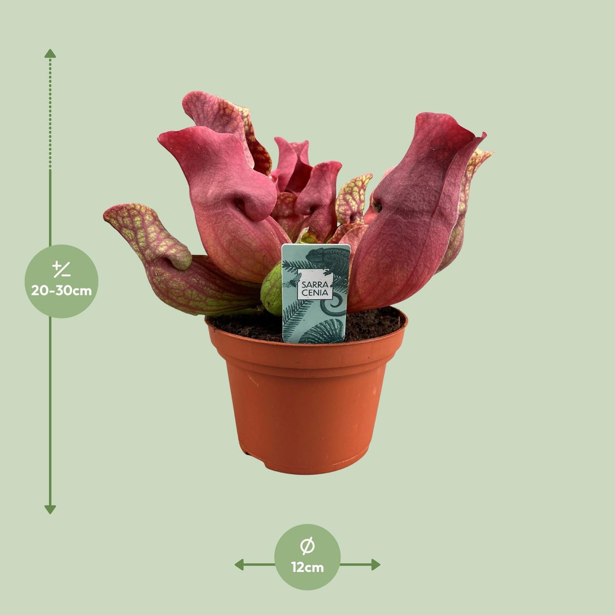 Sarracenia – Schlauchpflanze – verschiedene Sorten – 12 cm Topf - Green Guardia - Ihr Experte für Schädlinge und Pflanzen
