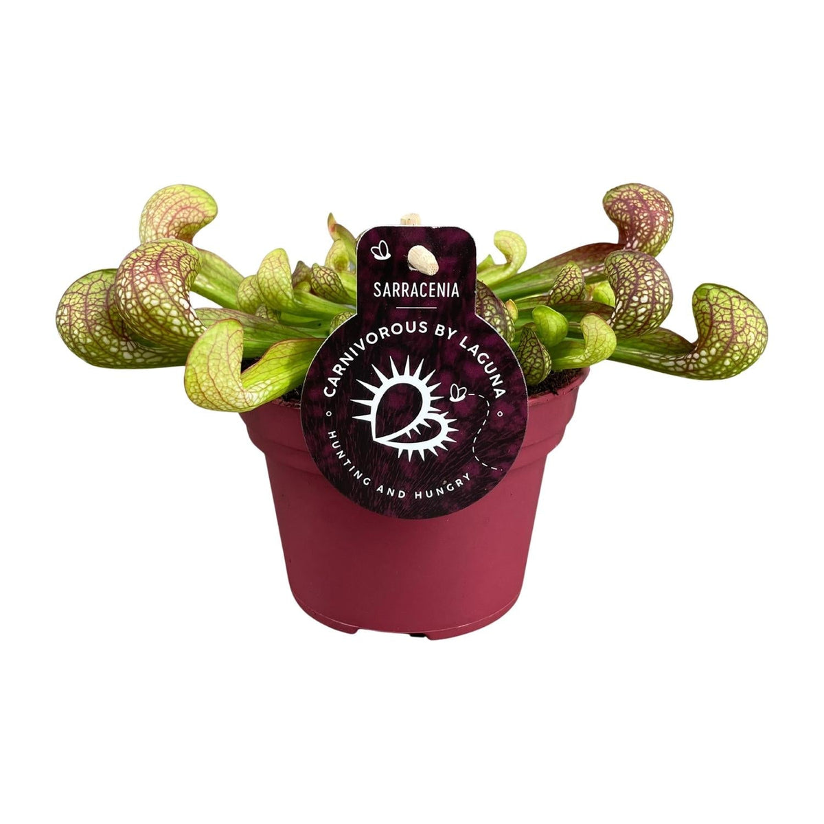 Sarracenia – Schlauchpflanze – verschiedene Sorten – 12 cm Topf - Green Guardia - Ihr Experte für Schädlinge und Pflanzen