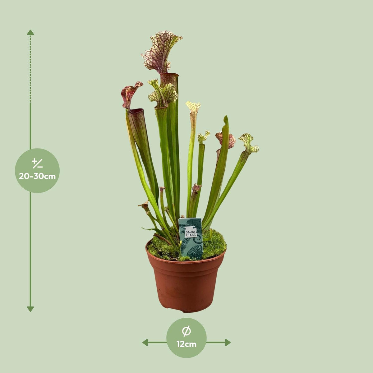 Sarracenia – Schlauchpflanze – verschiedene Sorten – 12 cm Topf - Green Guardia - Ihr Experte für Schädlinge und Pflanzen