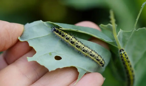 Schadschmetterlinge