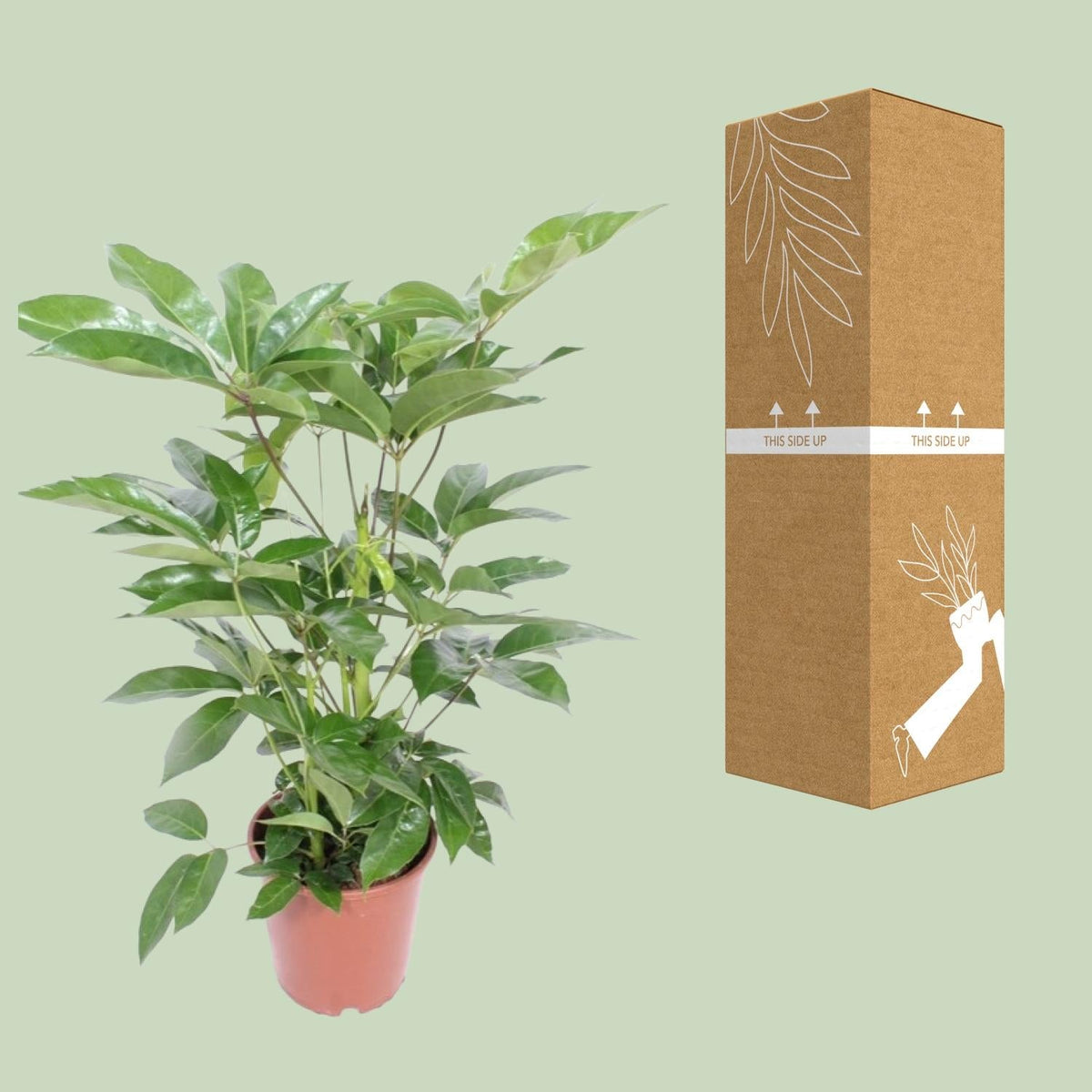 Schefflera actinophylla ‘Amate’ – Strahlenaralie – 24 cm Topf, 100 cm hoch - Green Guardia - Ihr Experte für Schädlinge und Pflanzen