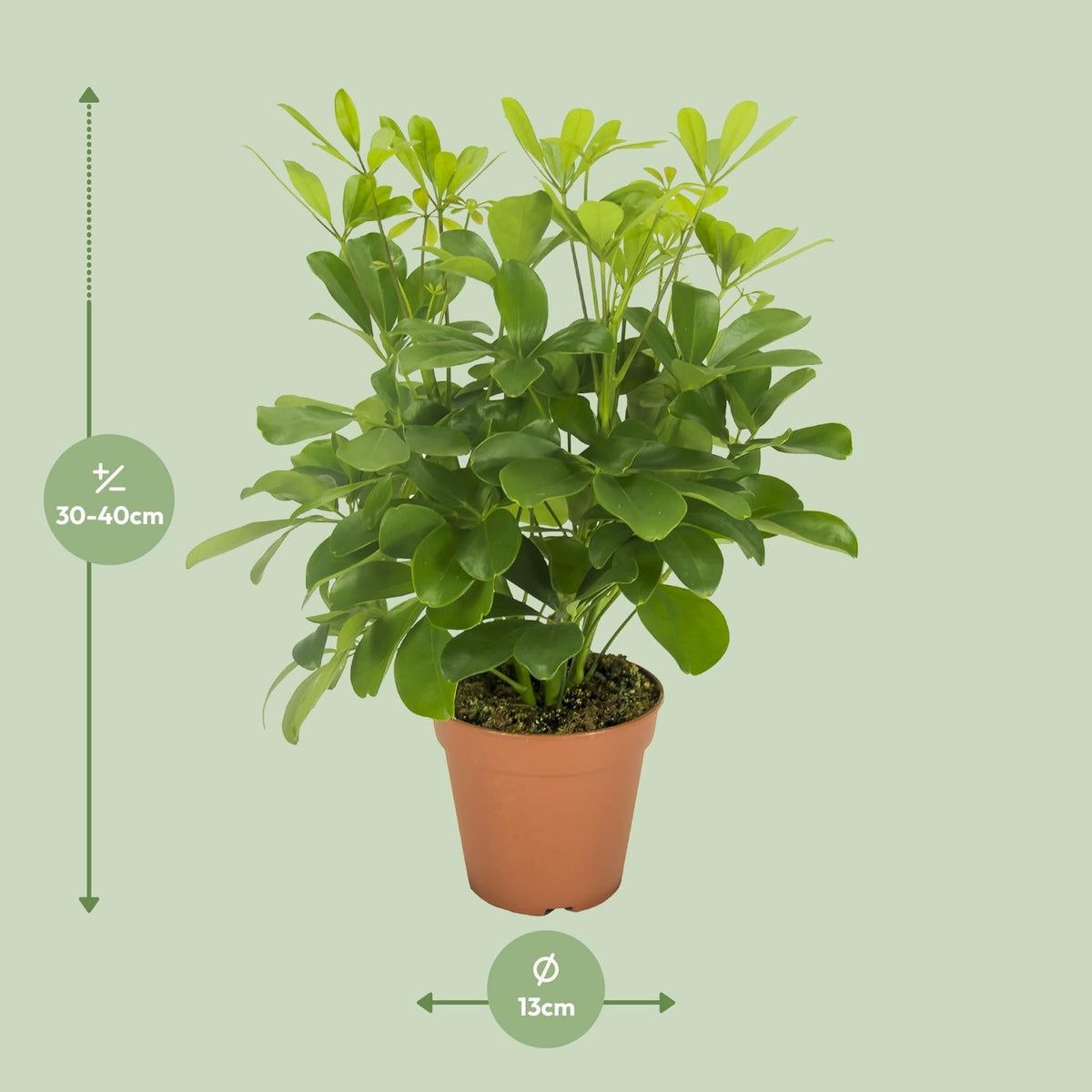 Schefflera Nora – Schirmbaum - 35 - 45 cm - Green Guardia - Ihr Experte für Schädlinge und Pflanzen