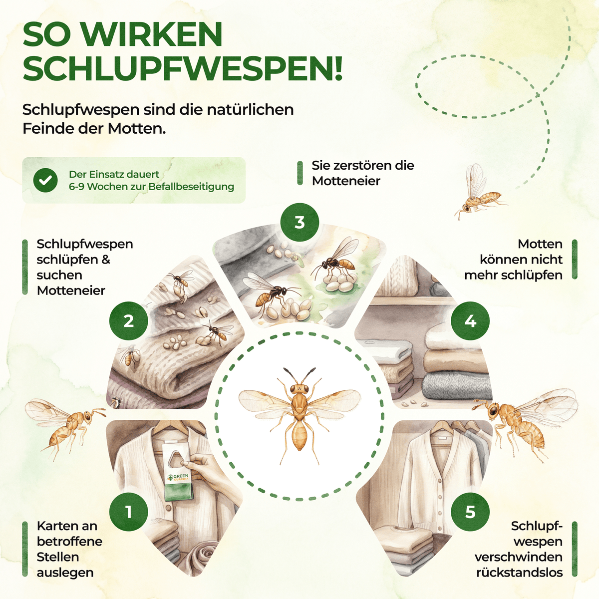 Schlupfwespen gegen Kleidermotten - Green Guardia - Ihr Experte für Schädlinge und Pflanzen