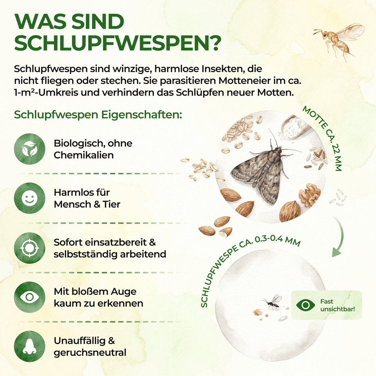 Schlupfwespen gegen Lebensmittelmotten - Green Guardia - Ihr Experte für Schädlinge und Pflanzen