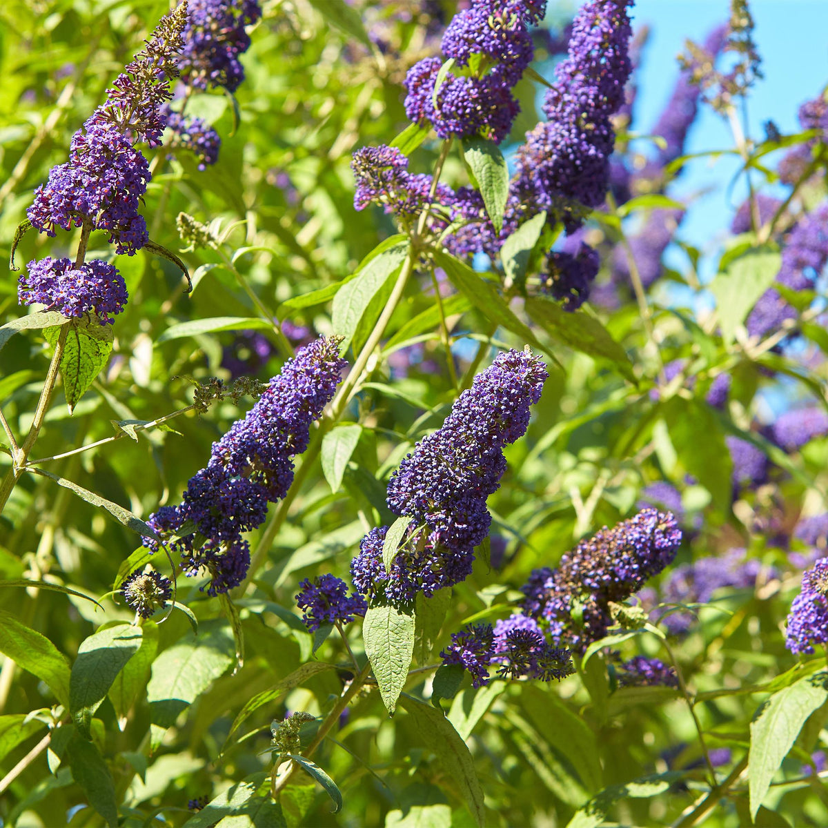 Schmetterlingsstrauch ‘Empire Blue’ – Blüte blau, 1 Pflanze, 17 cm Topf, 25 cm hoch - Green Guardia - Ihr Experte für Schädlinge und Pflanzen